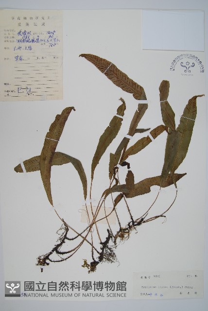 單葉雙蓋蕨藏品圖，第1張
