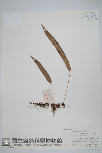 登錄號:P003558藏品圖，第1張