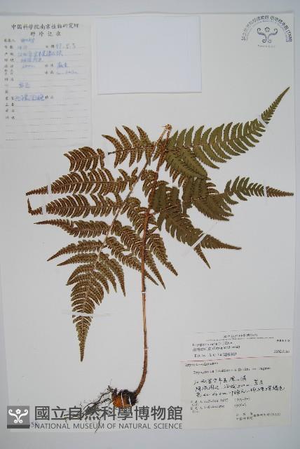 南海鱗毛蕨藏品圖，第1張