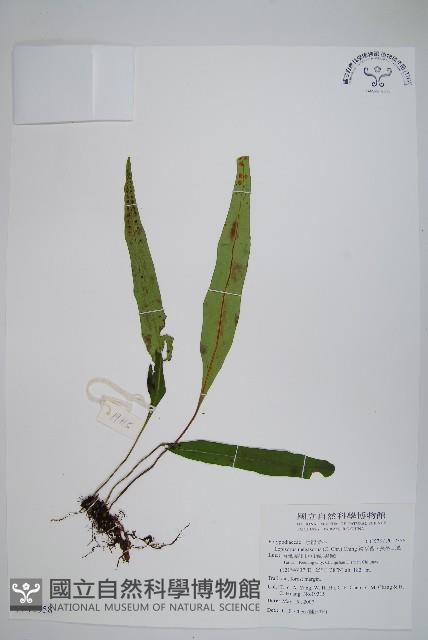 鱗瓦葦、長柄瓦葦藏品圖，第1張