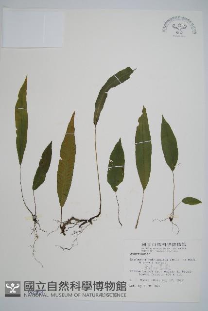 單葉雙蓋蕨藏品圖，第1張