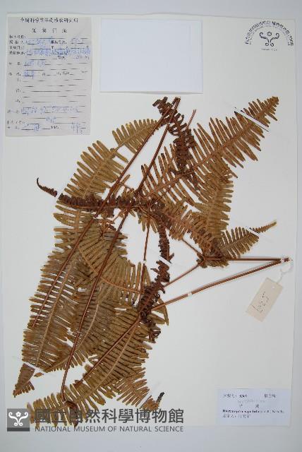 芒萁藏品圖，第1張