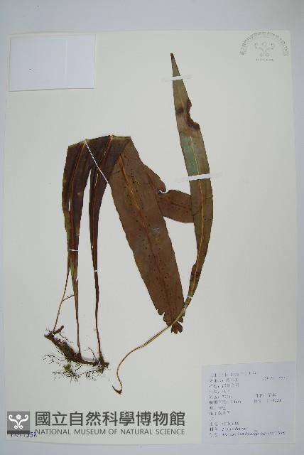 大星蕨藏品圖，第1張