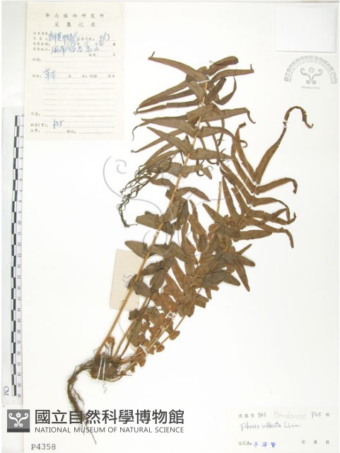 鱗蓋鳳尾蕨藏品圖，第1張