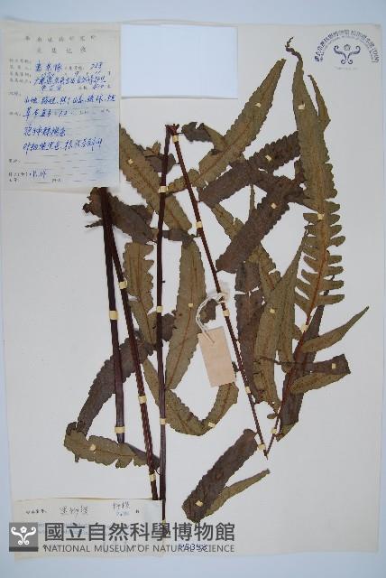 黑桫蕨藏品圖，第1張