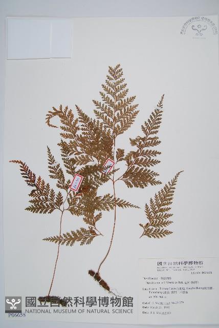 海州骨碎補藏品圖，第1張