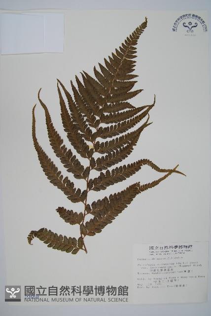 羽葉鱗蓋蕨藏品圖，第1張