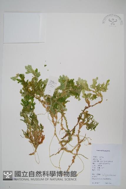 生根卷柏藏品圖，第1張