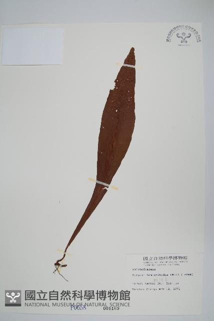 斷線蕨藏品圖，第1張