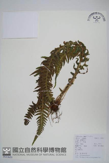 翅軸假金星蕨、短柄卵果蕨藏品圖，第1張