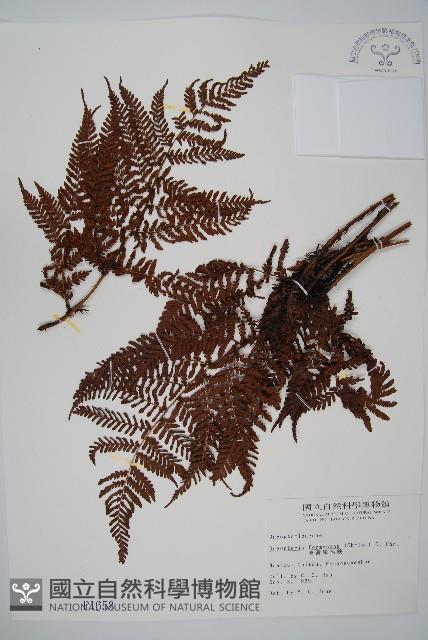 臺灣鱗毛蕨藏品圖，第1張