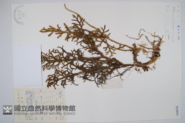 燈龍草藏品圖，第1張