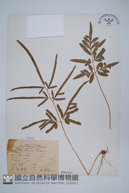 箭葉鳳尾蕨藏品圖，第1張