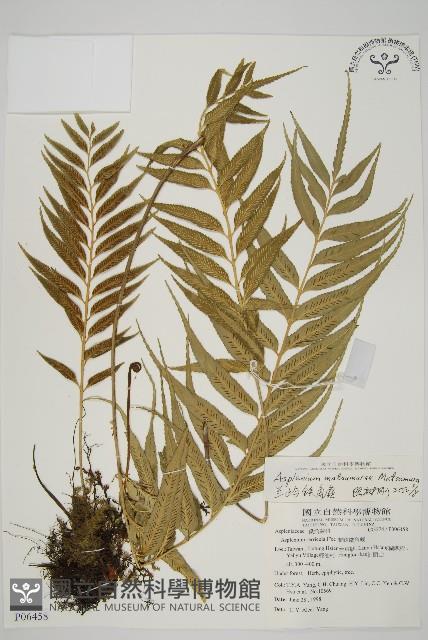 蘭嶼鐵角蕨藏品圖，第1張