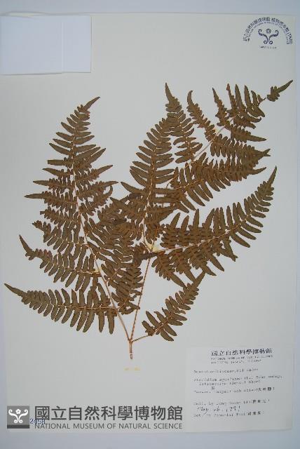 蕨藏品圖，第1張