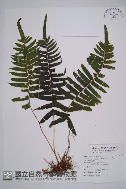 虎克氏鱗蓋蕨藏品圖，第1張