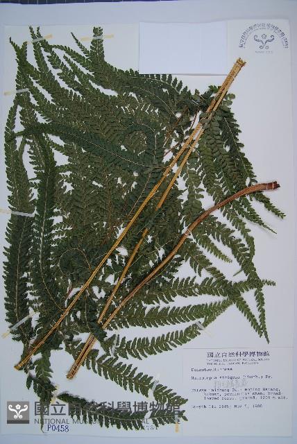 粗毛鱗蓋蕨藏品圖，第1張