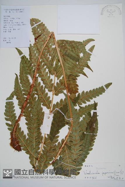 日本狗脊蕨藏品圖，第1張