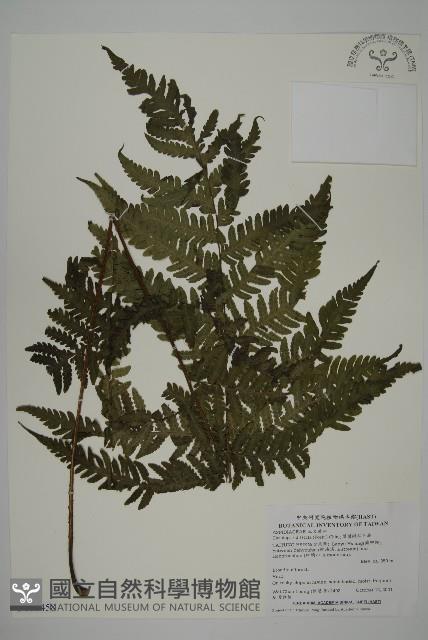 薄葉擬肋毛蕨藏品圖，第1張