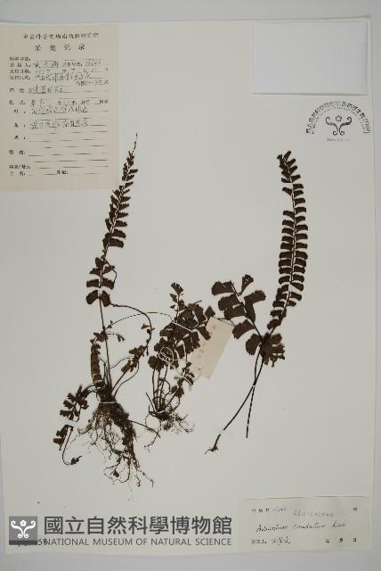 鞭葉鐵線蕨藏品圖，第1張