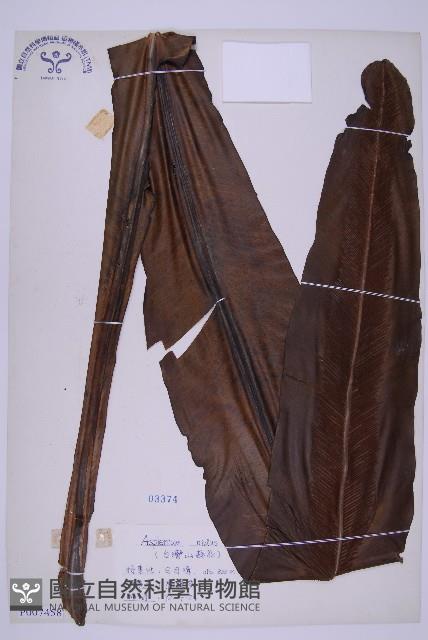 臺灣山蘇花藏品圖，第1張