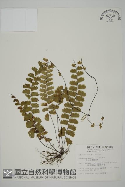 梅山鐵線蕨藏品圖，第1張