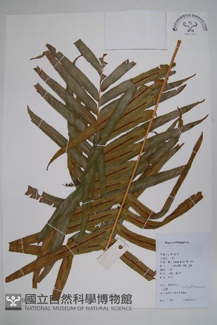 烏毛蕨藏品圖，第1張