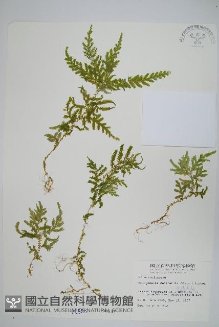 全緣卷柏藏品圖，第1張