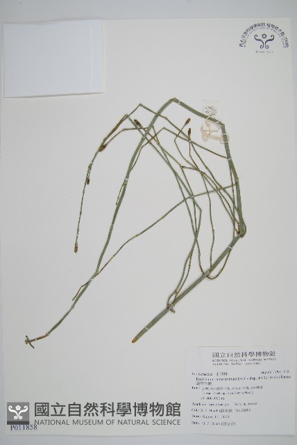 臺灣木賊藏品圖，第1張