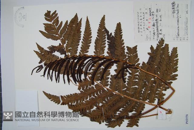 東方莢果蕨藏品圖，第1張