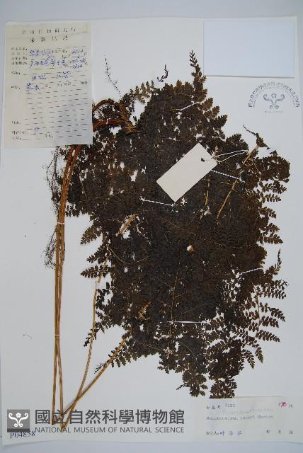 稀子蕨藏品圖，第1張