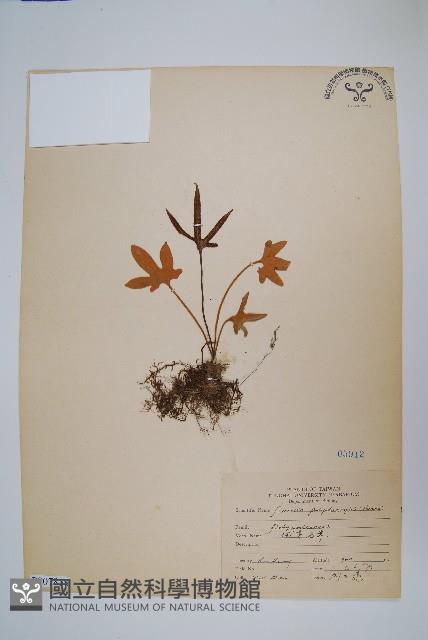 槭葉石葦藏品圖，第1張