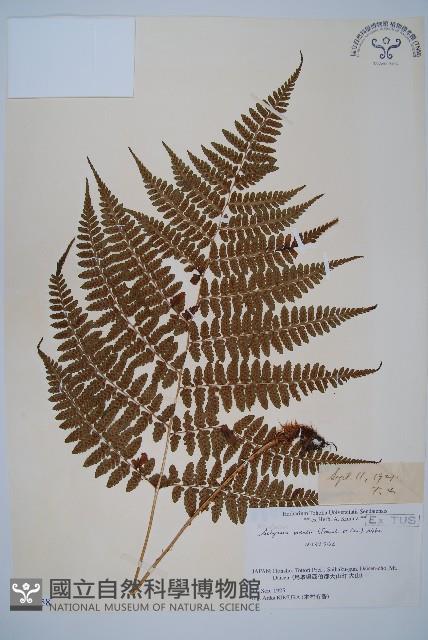 山蹄蓋蕨藏品圖，第1張