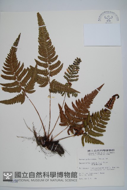 南海鱗毛蕨藏品圖，第1張