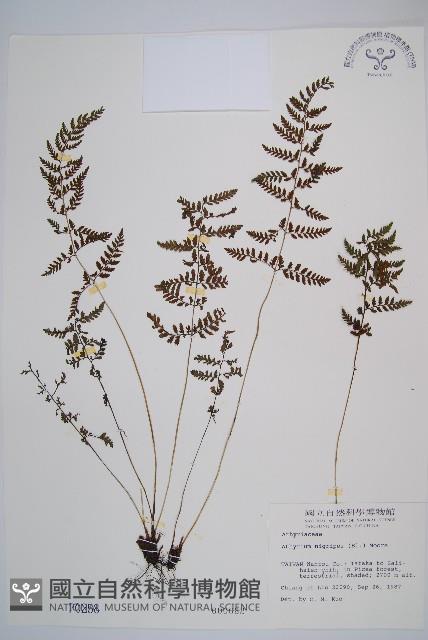 蓬萊蹄蓋蕨藏品圖，第1張