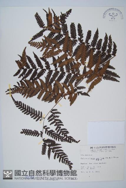 臺灣桫欏藏品圖，第1張