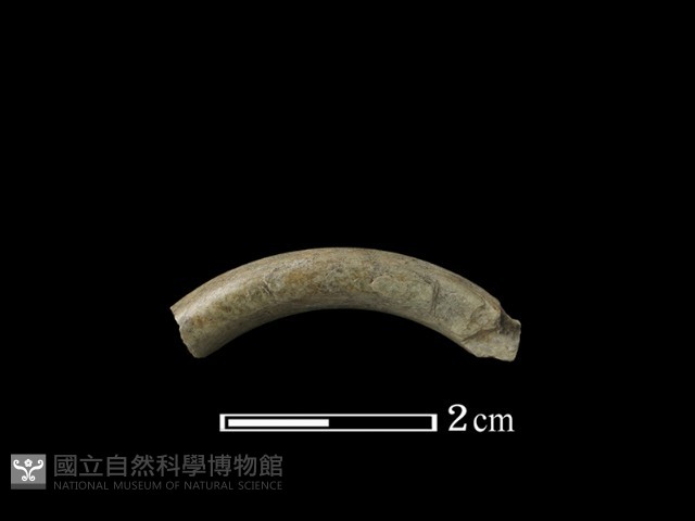 石環藏品圖，第1張
