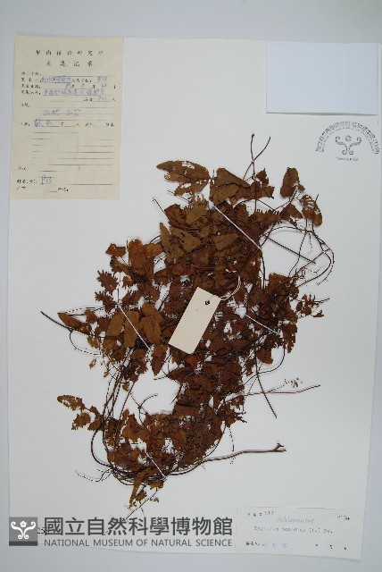 小葉海金沙藏品圖，第1張