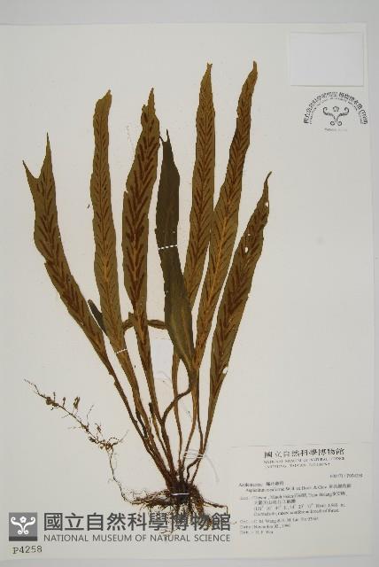 劍葉鐵角蕨、箭葉鐵角蕨藏品圖，第1張