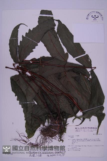 花蓮三叉蕨藏品圖，第1張