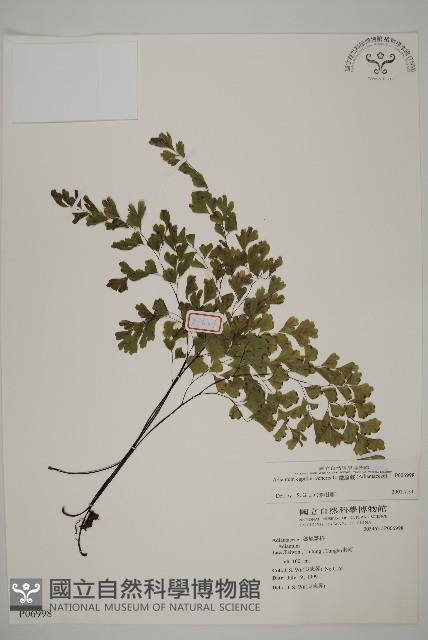 鐵線蕨藏品圖，第1張