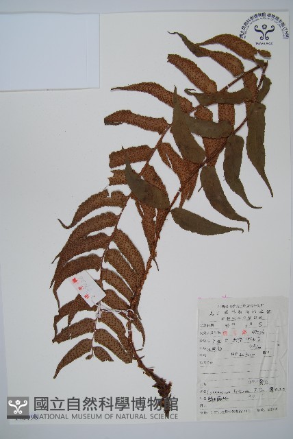 貫眾蕨藏品圖，第1張