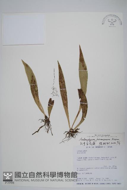 臺灣車前蕨藏品圖，第1張