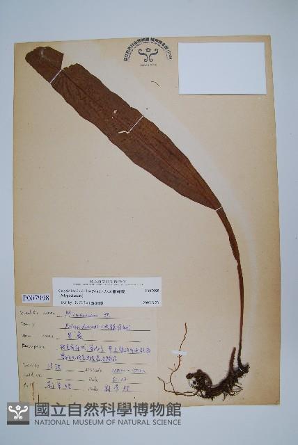 斷線蕨藏品圖，第1張