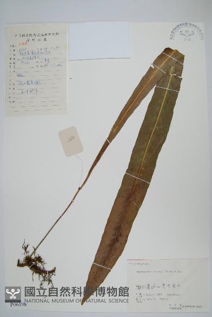 大星蕨藏品圖，第1張