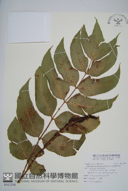 細齒貫眾蕨藏品圖，第1張