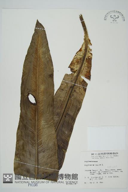 臺灣山蘇花藏品圖，第1張