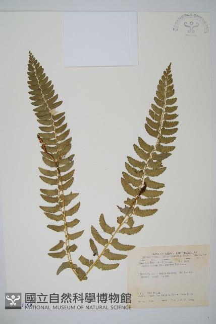 臺灣耳蕨藏品圖，第1張