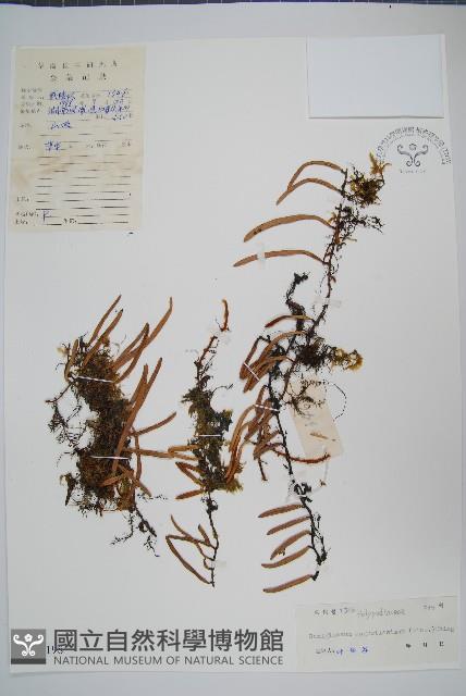 石蕨藏品圖，第1張