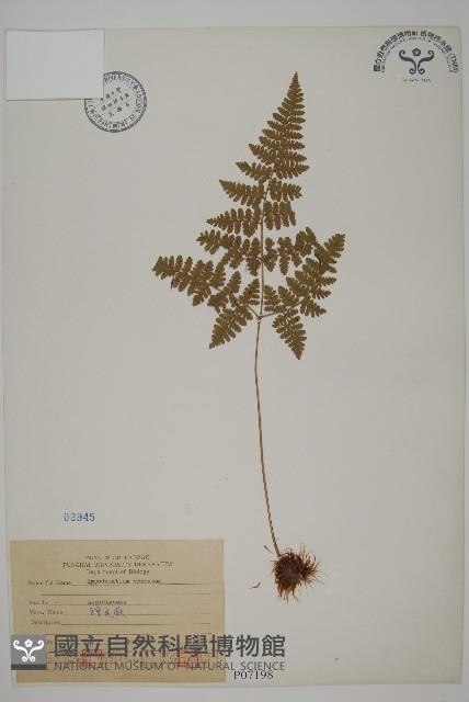 腫足蕨藏品圖，第1張